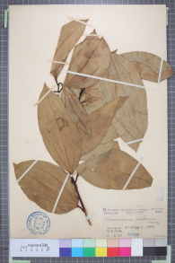 Specimen thumbnail